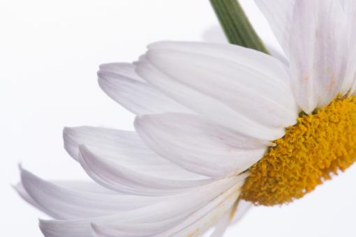 Free Stock Photo of flower