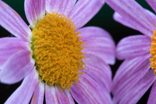 Free Stock Photo of flower