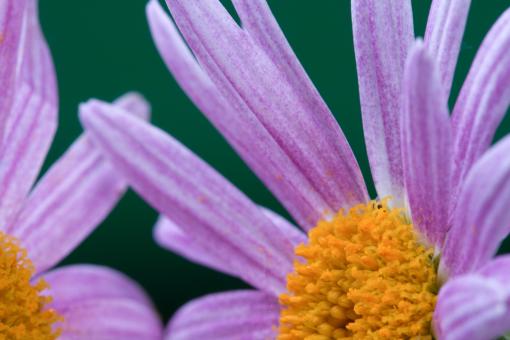 Free Stock Photo of flower