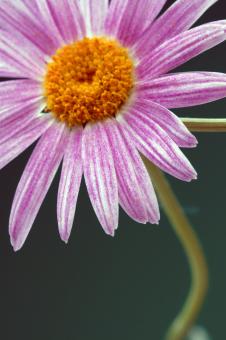 Free Stock Photo of flower