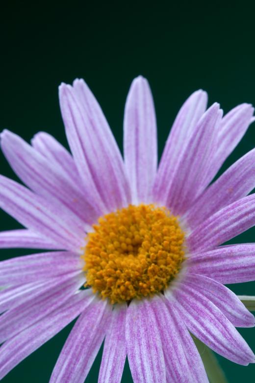 Free stock image of flower created by 2happy