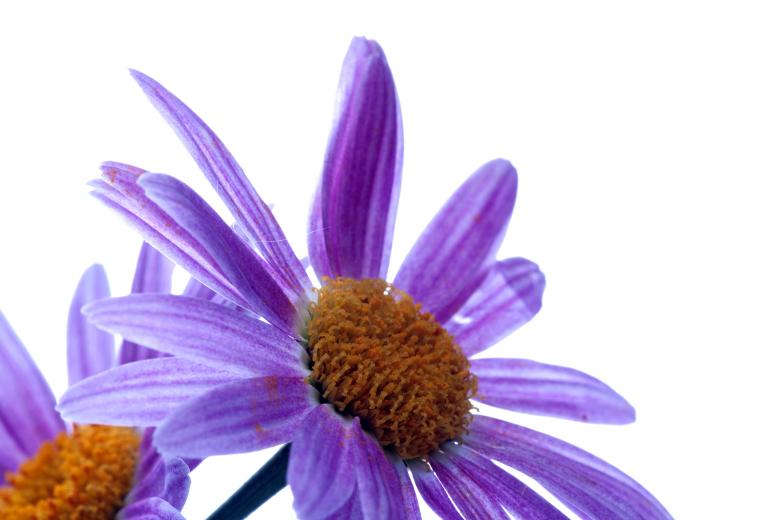 Free stock image of flower created by 2happy