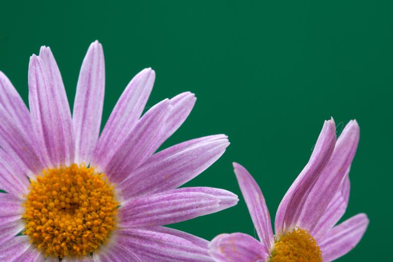 Free stock image of flower created by 2happy