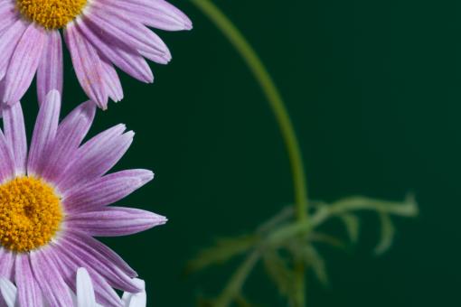 Free Stock Photo of flower