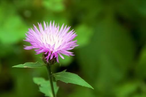 Free Stock Photo of flower