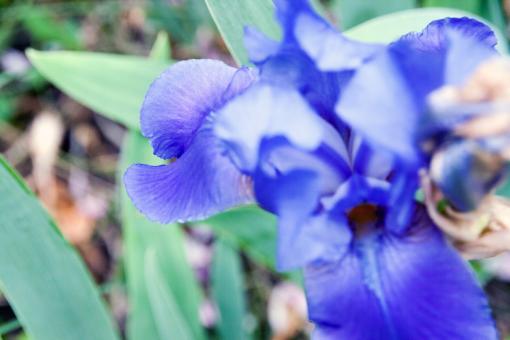 Free Stock Photo of flower