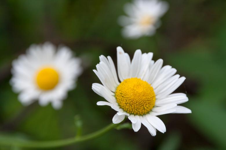 Free stock image of flower created by 2happy