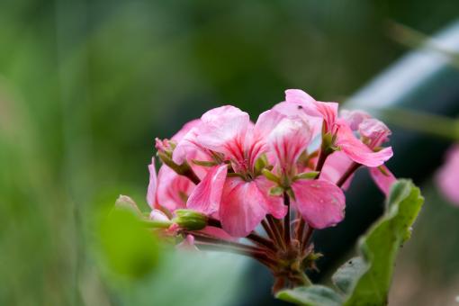 Free Stock Photo of flower