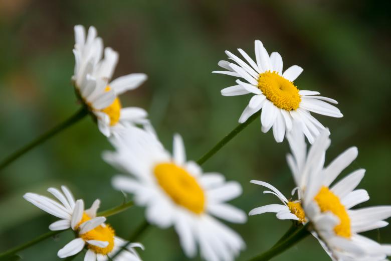 Free stock image of flower created by 2happy