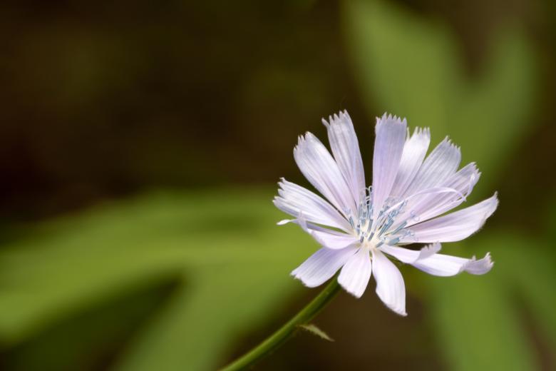 Free stock image of flower created by 2happy