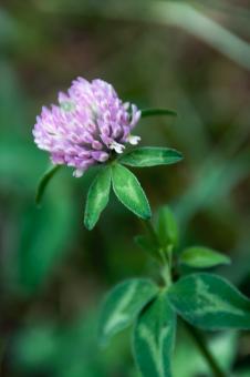 Free Stock Photo of flower