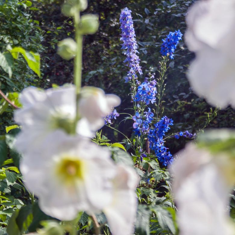 Free stock image of flower created by 2happy