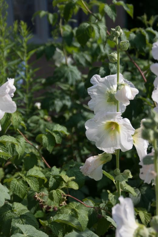 Free stock image of flower created by 2happy