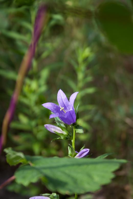 Free stock image of flower created by 2happy