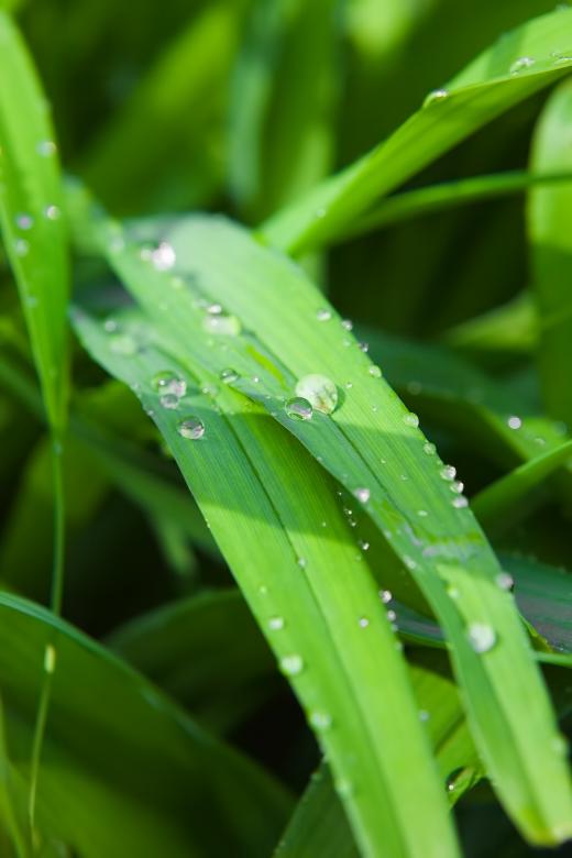 Free stock image of Dew on Grass created by 2happy