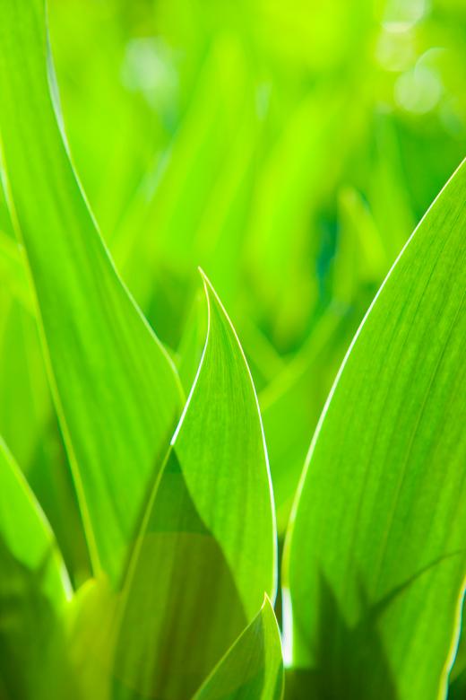 Free stock image of Grass created by 2happy
