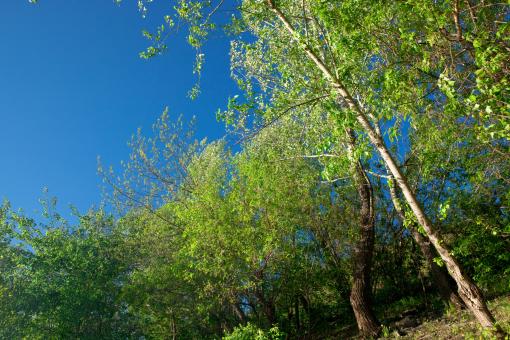 Free Stock Photo of Spring trees