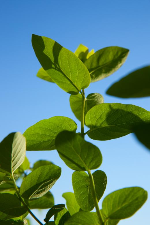 Free stock image of Plants created by 2happy