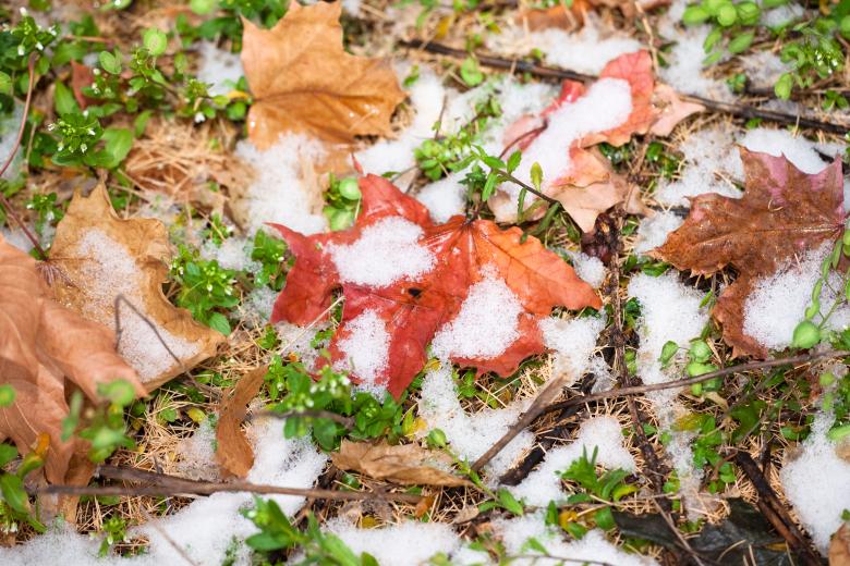 Free stock image of winter snow and autumn leaves created by 2happy