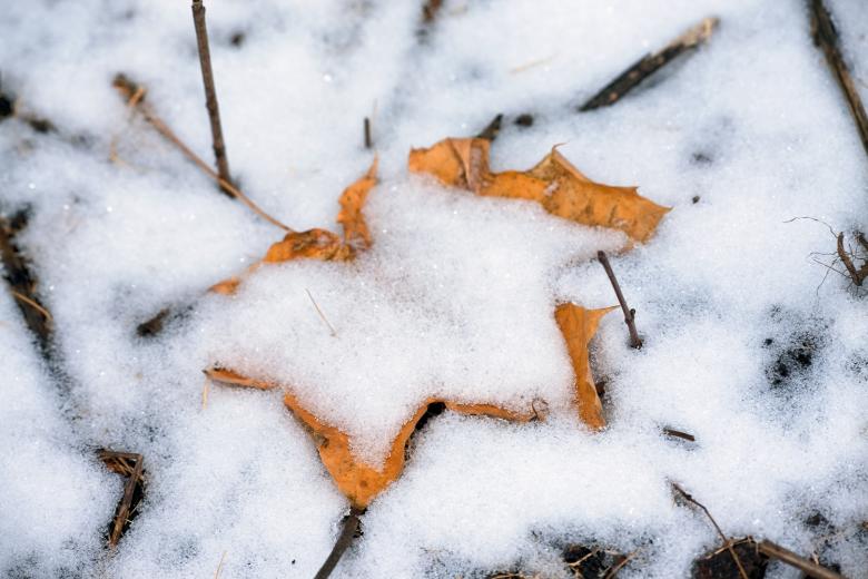 Free stock image of Snow and leaf created by 2happy