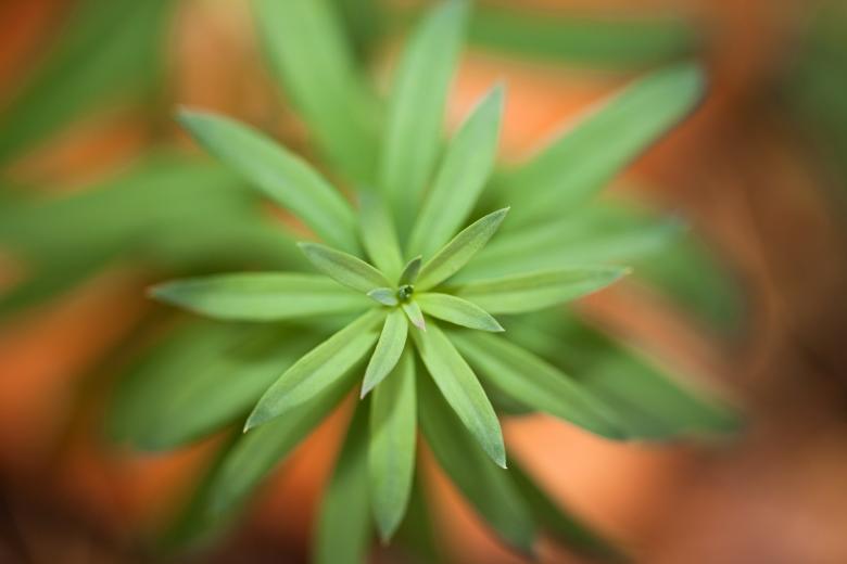 Free stock image of Green plant created by 2happy