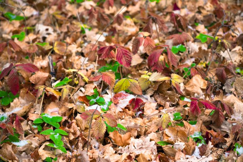 Free stock image of Autumn leaves created by 2happy