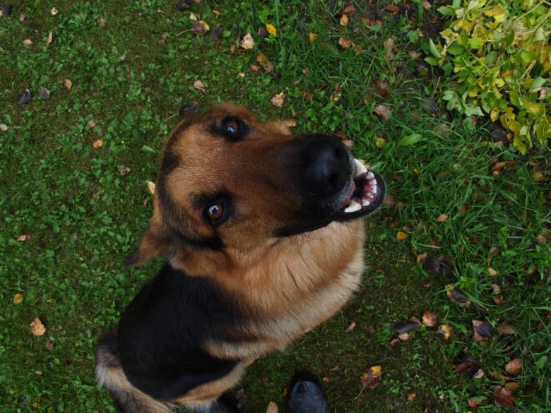Free stock image of German sheppard created by Marko Mäkinen