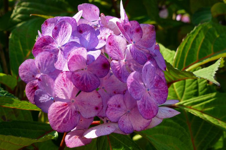 Free stock image of Hydrangeas Flowers Closeup created by Eric Yuen