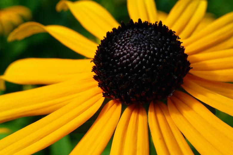 Free stock image of Rudbeckia created by Eric Yuen