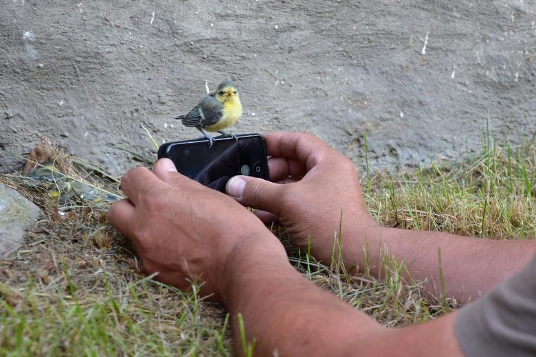 Free stock image of Blue tit created by Tomas Adomaitis