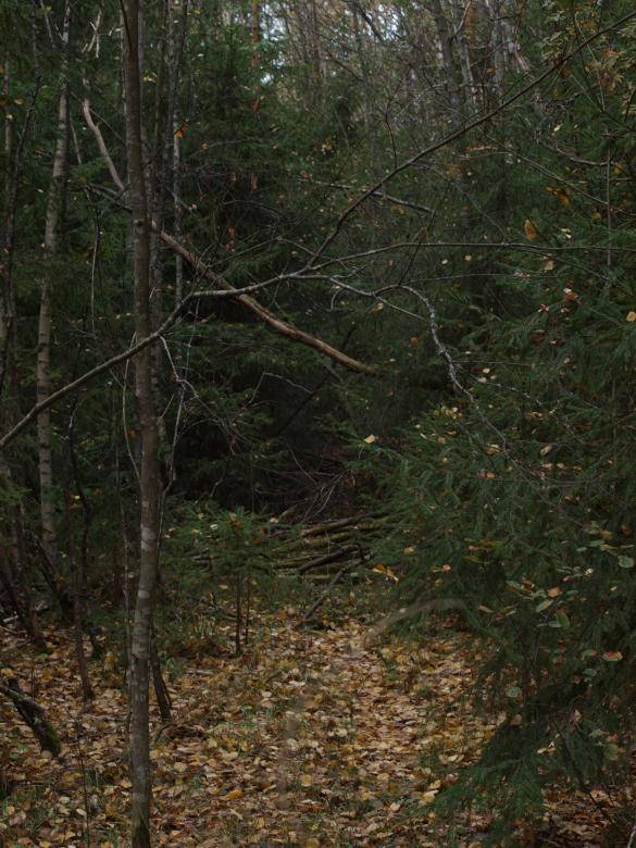 Free stock image of Forest created by Marko Mäkinen
