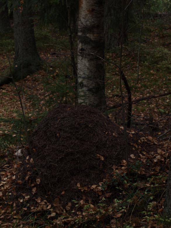 Free stock image of Forest created by Marko Mäkinen