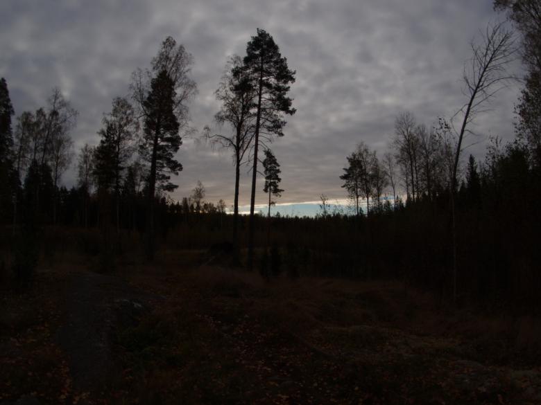 Free stock image of Forest created by Marko Mäkinen
