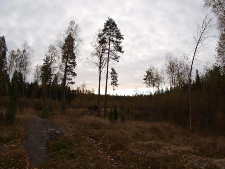 Free Stock Photo of Forest