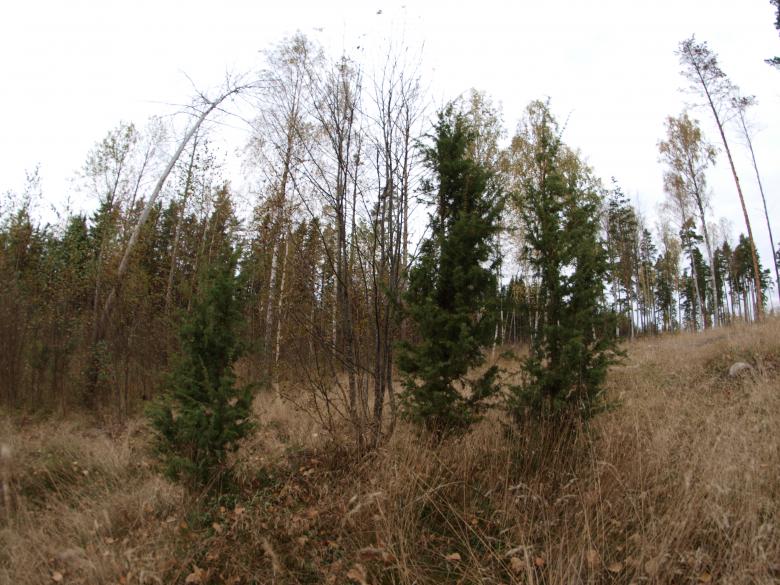 Free stock image of Forest created by Marko Mäkinen