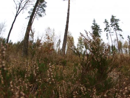 Free Stock Photo of Forest