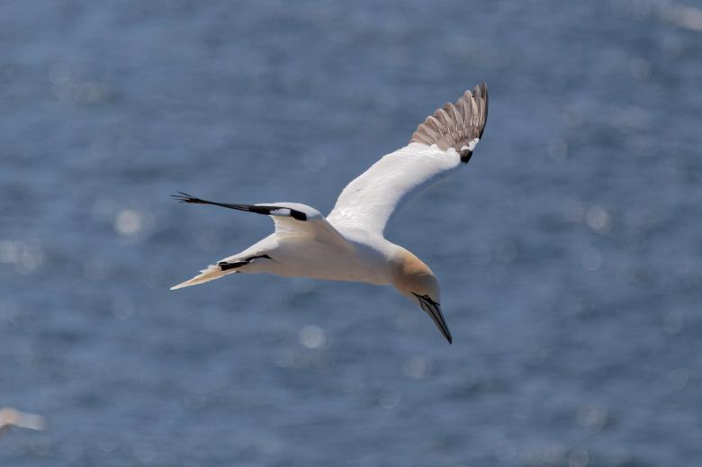 Free stock image of Northern Gannet created by Geoffrey Whiteway