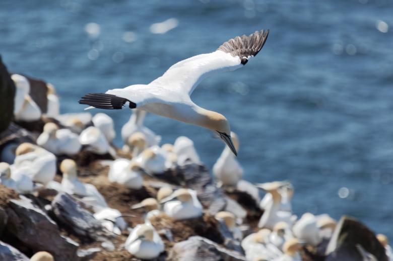 Free stock image of Northern Gannet created by Geoffrey Whiteway
