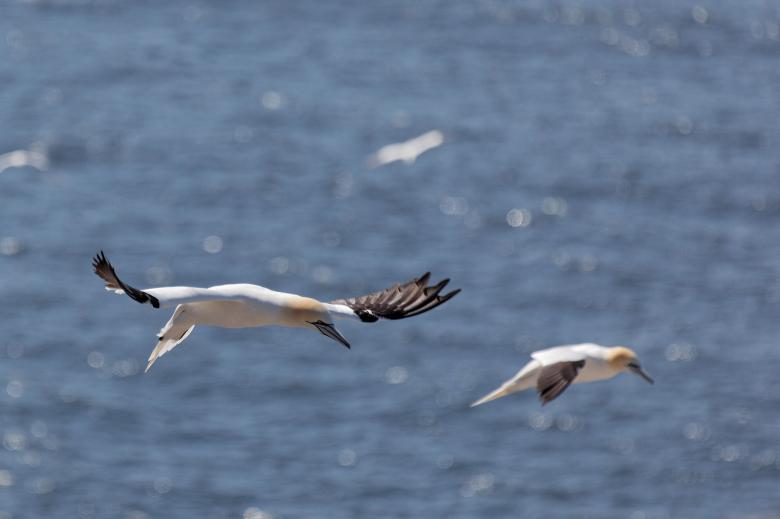 Free stock image of Northern Gannet created by Geoffrey Whiteway