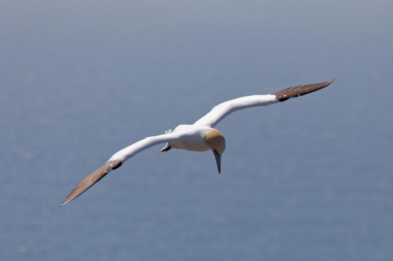 Free stock image of Northern Gannet created by Geoffrey Whiteway