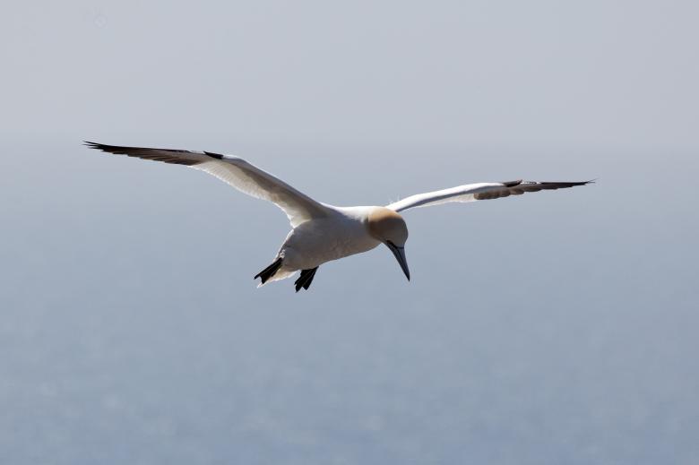 Free stock image of Northern Gannet created by Geoffrey Whiteway