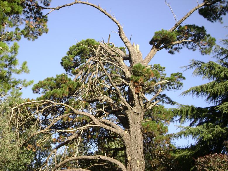 Free stock image of Tree Closeup created by Fernando M Salinas