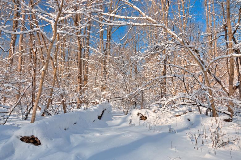Free stock image of Susquehanna Winter Forest - HDR created by Nicolas Raymond