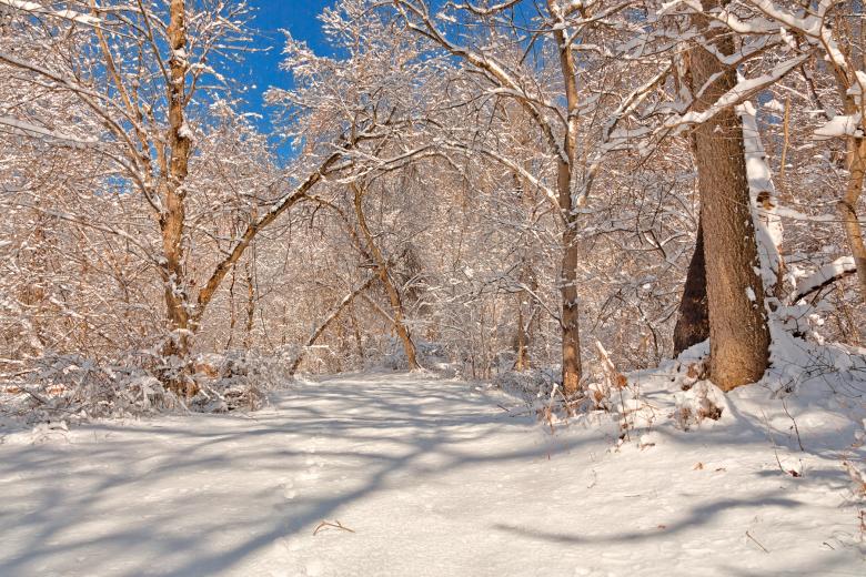 Free stock image of Susquehanna Winter Forest Trail - HDR created by Nicolas Raymond