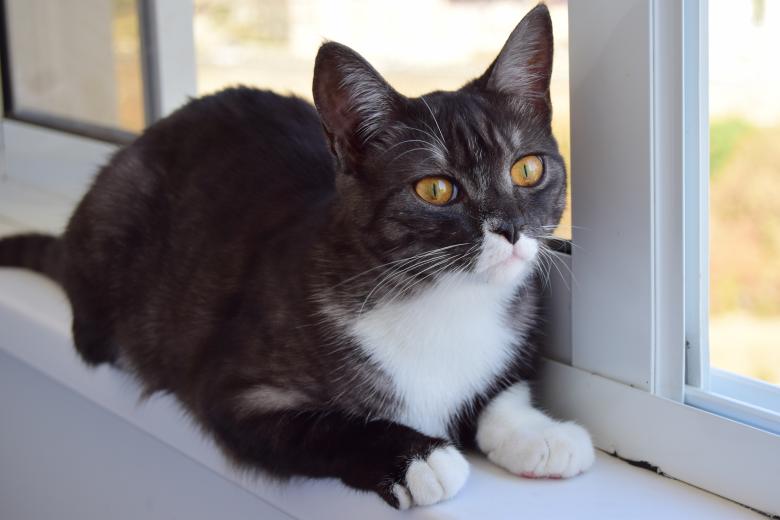 Free stock image of Cat on window created by Olga Gladkikh