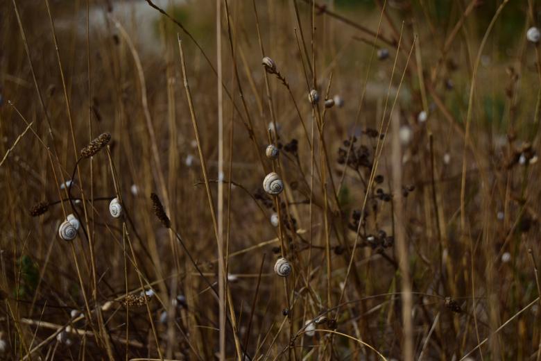 Free stock image of  Snail on the grass created by Olga Gladkikh