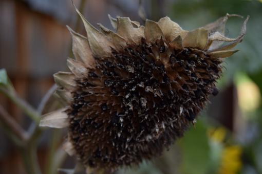 Dry sunflower - Free Stock Photo