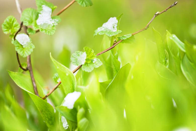 Free stock image of Grass in the snow created by 2happy