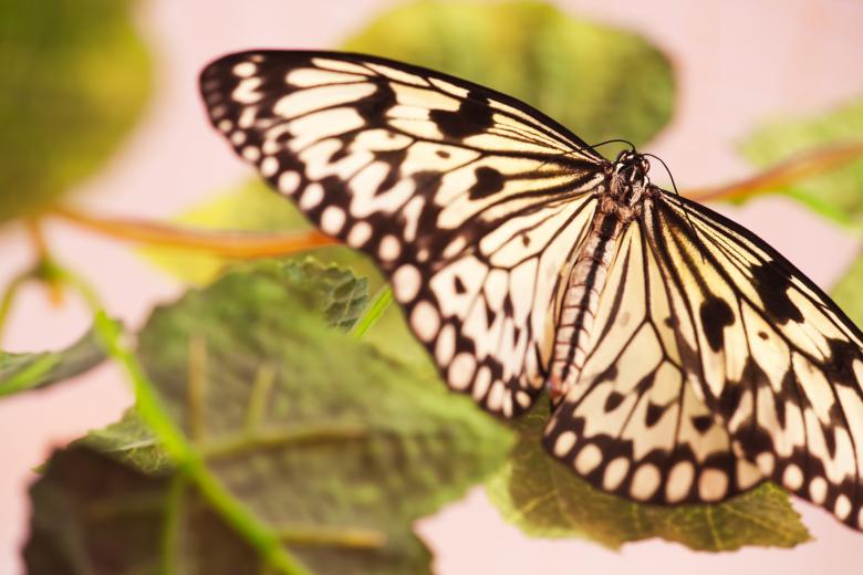 Free stock image of Butterfly created by 2happy
