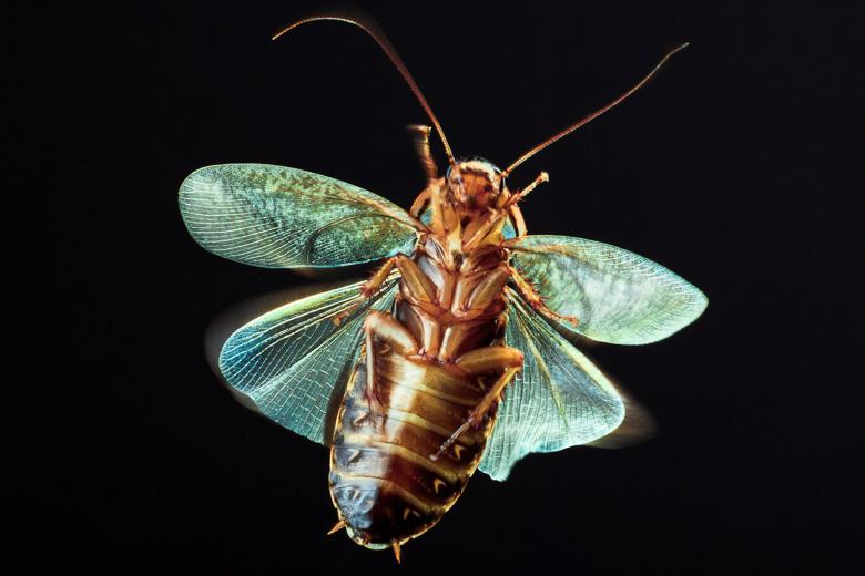 Free stock image of Insect created by 2happy